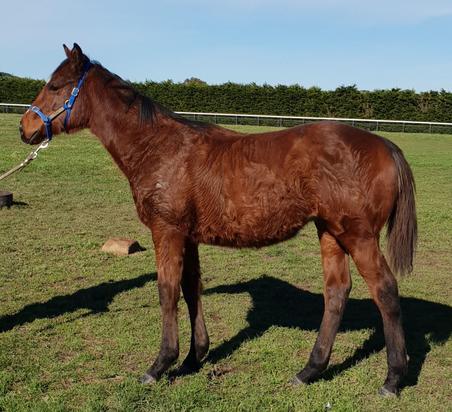 Highland Reel X Chloe Anna