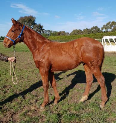Dissident X Tennessee Gold