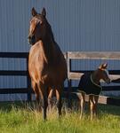 Little hooves tell us Spring is near.