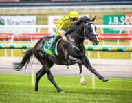 First Winner for Dandino and He Might Just Be A Derby Horse