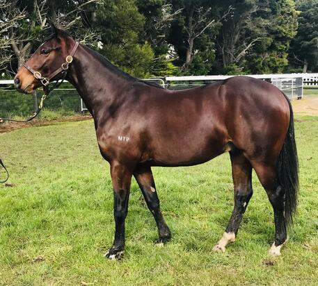 Frankel X Azardi 2019