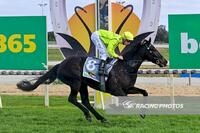 DANDY SHINES AT SWAN HILL