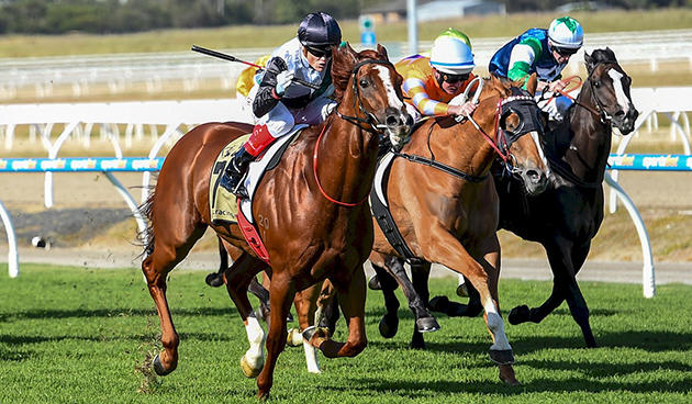 Grande Rosso Pakenham 031216.jpg