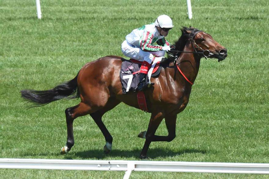 Divine Mr Artie Flemington 101216.JPG