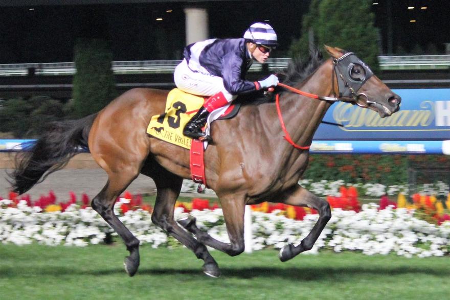 Oncidium Ruler MV 2402.JPG