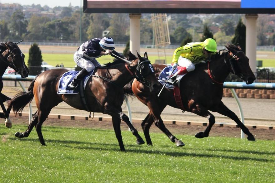 Wanted Diva MV 030617.JPG