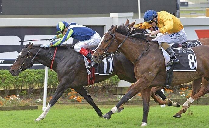 Miss Gunpowder Doomben 100617.jpg