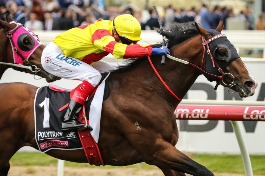 Snitzpeg Caulfield 21 October 2017.jpg