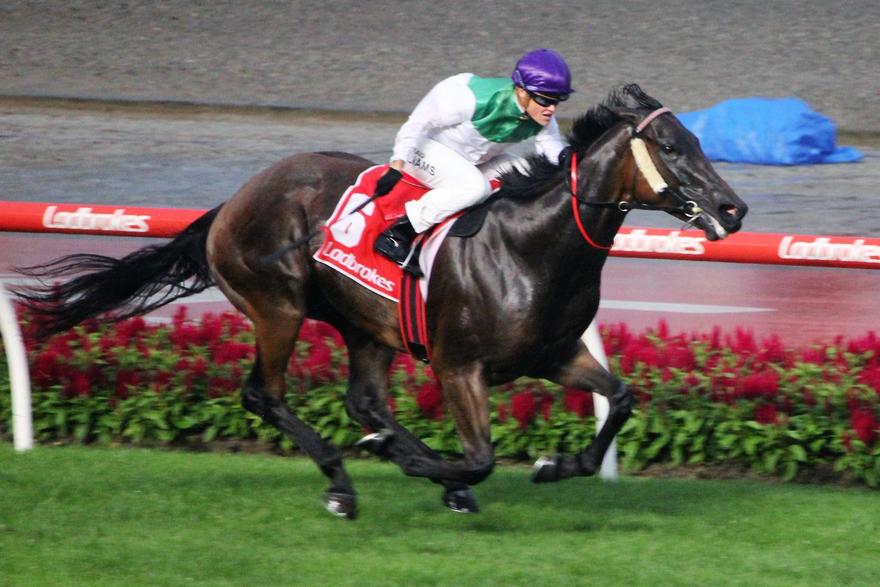 Sister Kitty Mac.jpg