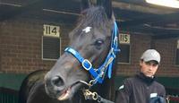 Ambitious Sydney-bound for Tancred