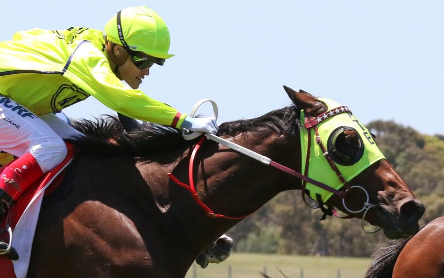 YogiSandown-CupListed_17-11-2018_WIN_Sandown_2__375-734x460@2x.jpg