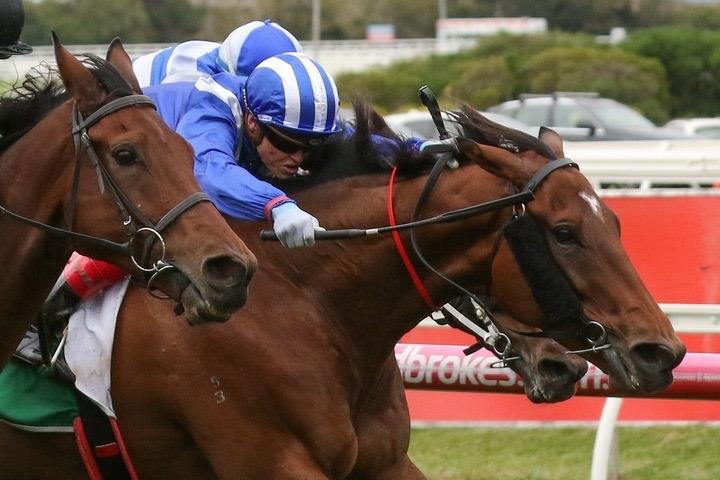 Alfarris (FR) - Caulfield.JPG