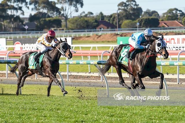 Cryptic Jewel Geelong.JPG