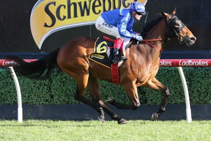 Savatiano - Caulfield .JPG