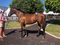 Magic Millions Yearlings New Additions to The Stable