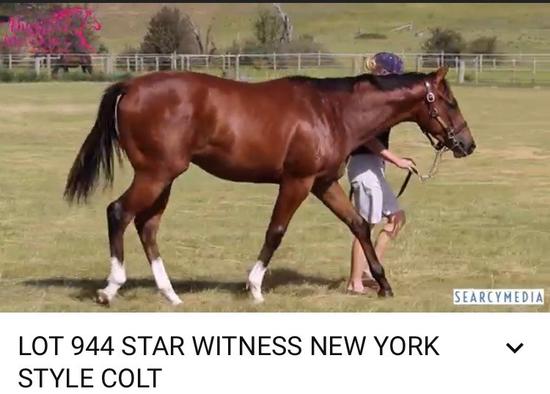 Star Witness X New York Style