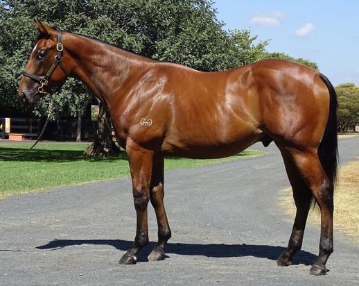Snitzel X Summer Laugh