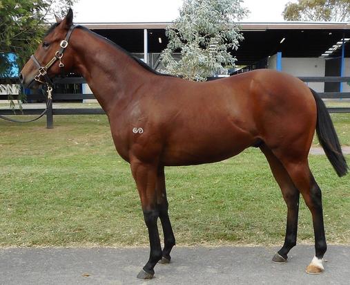 Toronado X Current Affair