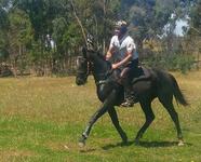 LUCAS CRANACH COLT READY TO COME IN