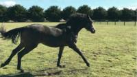REDWOOD/GRACIOUS CURVES FILLY 2015 FOR LEASE