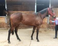 YOUR SONG/A COUNTRY GIRL COLT 2015