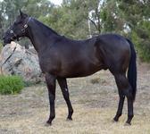 REDWOOD/MERCI GRANDE COLT 2016