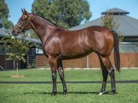 DUNDEEL/PYROGRAPHY FILLY 2016