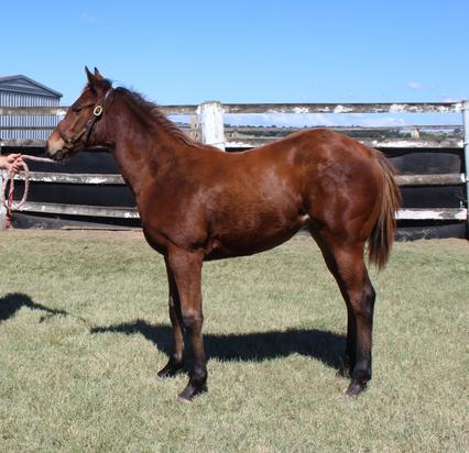 Dutch HarryxChina Tang Filly