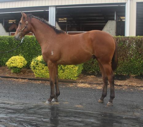 Dutch HarryxChina Tang Colt