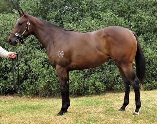 Bull PointxOrbetello Filly