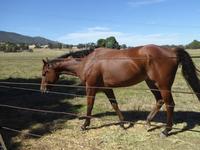 Seymour Races Feb 21 2017 219.jpg