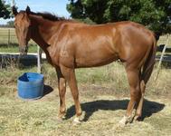 Seymour Races Feb 21 2017 187.jpg