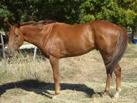 Seymour Races Feb 21 2017 197.jpg