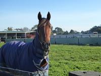 Werribee May 15 2017 032.jpg