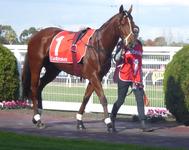 Caulfield May 13 2017 016.jpg