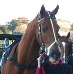 Flemington July 8 2017 060.jpg