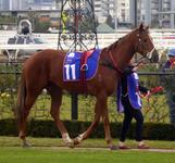 Flemington July 22 2017 023.jpg