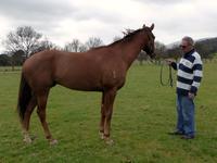 Trackwork Aug 30 2017 114.jpg