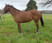 Trackwork Aug 30 2017 141.jpg