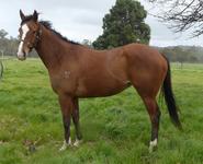 Trackwork Aug 30 2017 153.jpg