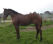 Trackwork Aug 30 2017 131.jpg