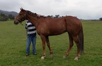 Trackwork Aug 30 2017 096.jpg