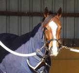 Trackwork Oct 14 2017 077.jpg