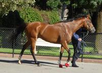 Wangaratta Trials Dec 6 2017 015.jpg