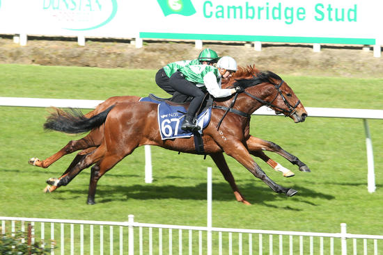 Pierro X Choice Snitzel