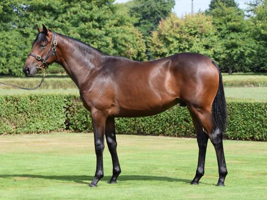 Turn Me Loose Gelding