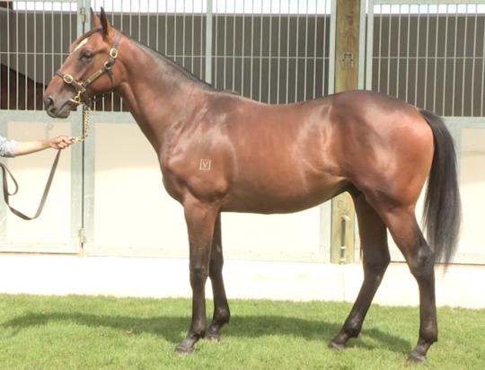 Sacred Falls Gelding