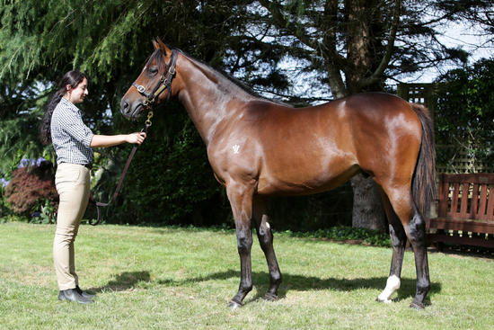 Tarzino Gelding