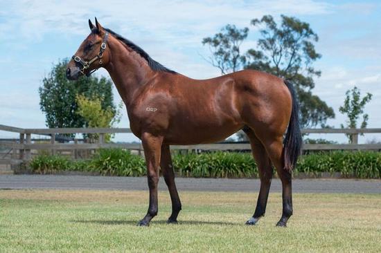 Hallowed Crown X Evening Glitter Colt