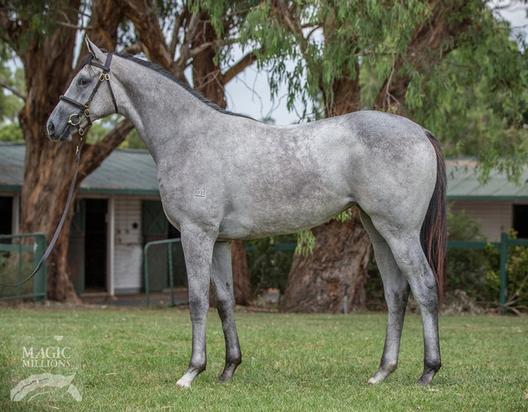 So You Think X Fulton Filly